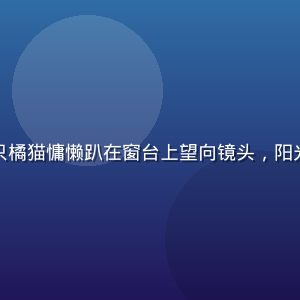 香蕉视频萌宠专区，一只橘猫慵懒趴在窗台上望向镜头，阳光透过玻璃打出暖色光晕